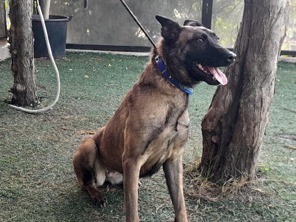 Akila, Malinois Dolce E Giocherellona
